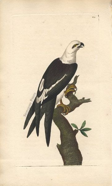 Shaw & Nodder Swallow Tailed Falcon.Falco Furcatus 35867wm