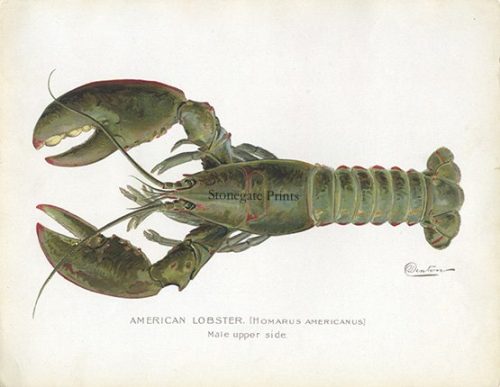 SF Denton American Lobster. Male