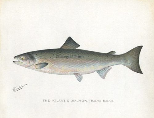 SF Denton Atlantic Salmon