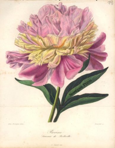 Scheidler Journal D'Horticulture Pratique Pivoine Peony 34520wm
