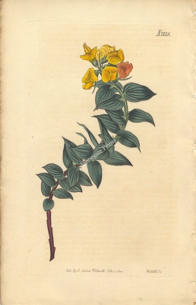 Curtis BM Borbonia Ruscifolia 27438wm