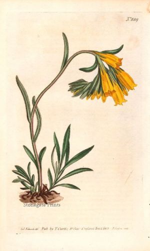 Curtis BM Onosma Taurica. Golden Flowered Onosma 20909wtmm