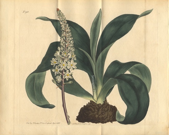 Curtis BM Ornitholalum Squilla 20938wm