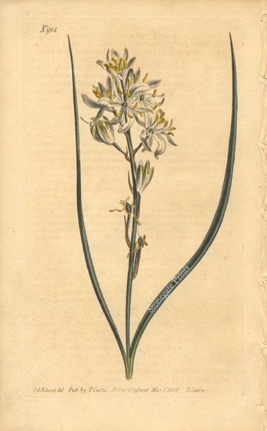 Curtis BM Phalangium Liliago 20934wm