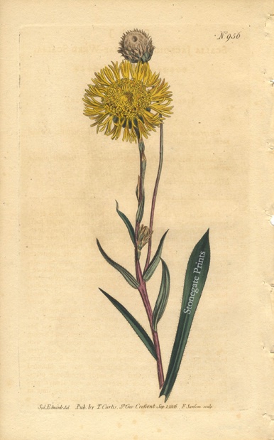 Curtis BM Scalia Jaceoides 20978wm