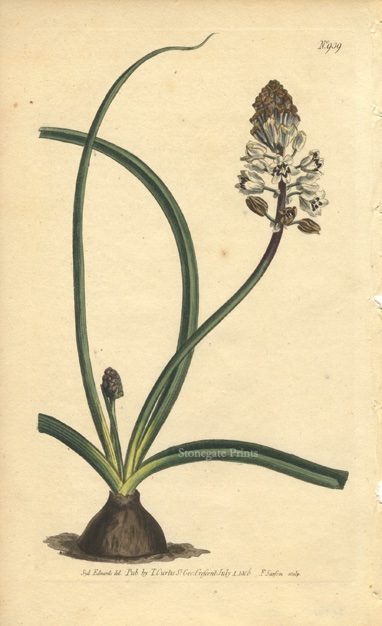 Curtis BM Scilla Romana 20961wm