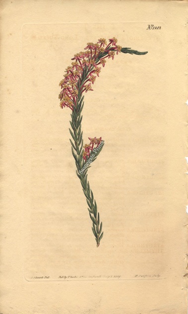 Curtis BM Struthiola Pubescens 27439wm
