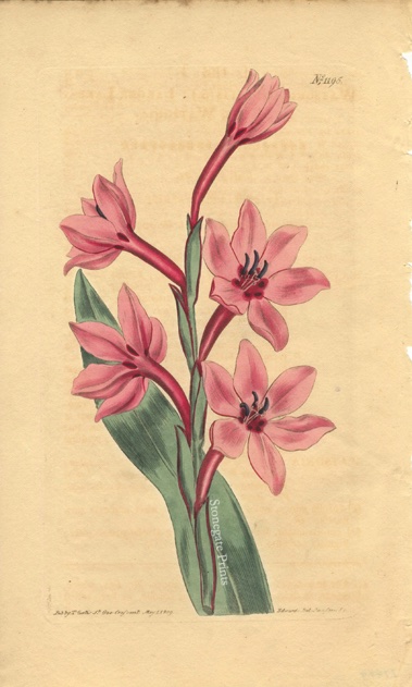 Curtis BM Watsonia Humilis 27479wm