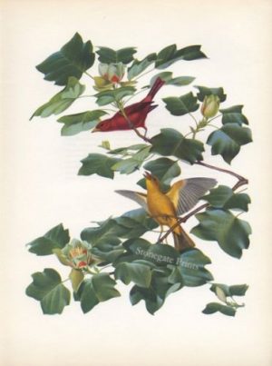 Vintage Wall Hanging Book Plate Kentucky Warbler Print by Athos  Menaboni 
