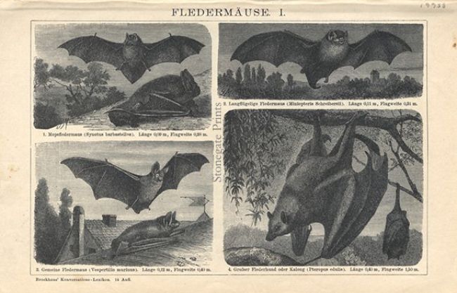 Brockhus Bats 35661wm