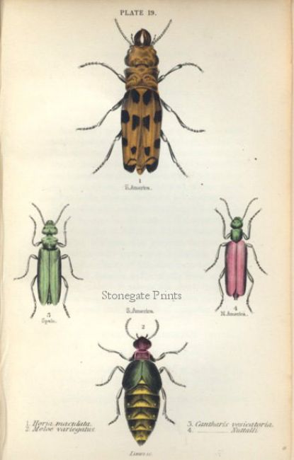 Sir William Jardine Horia Maculata 31319wm