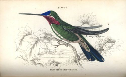 William Jardine White Striped Hummingbird 30817wm