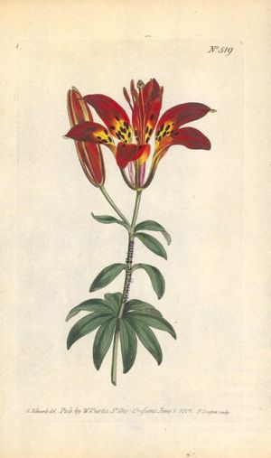 Curtis BM Philadelphian Lily 27529wm