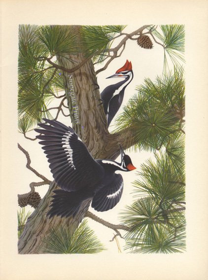 Menaboni Piliated Woodpecker.Hylatomus Pileatus 35936 wm