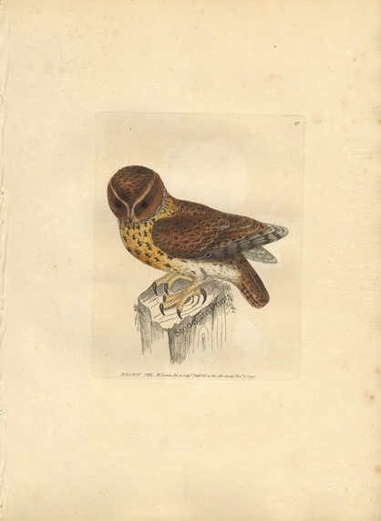 W Lewin Brown Owl 36349wm