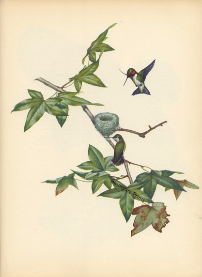Menaboni Ruby Throated Hummingbird 36507wm