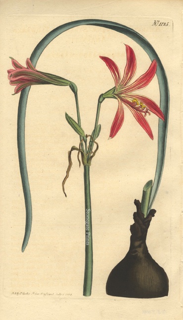 Curtis BM Amaryllis Advena 85744wm
