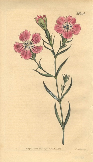 Curtis BM Dianthus Discolor 35781wm