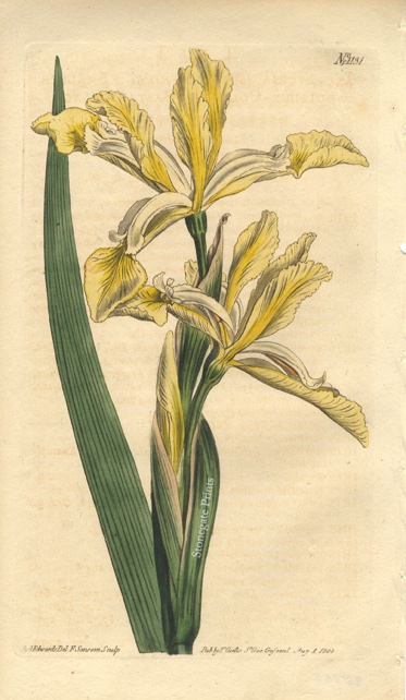 Curtis BM Iris Spuria 85750wm