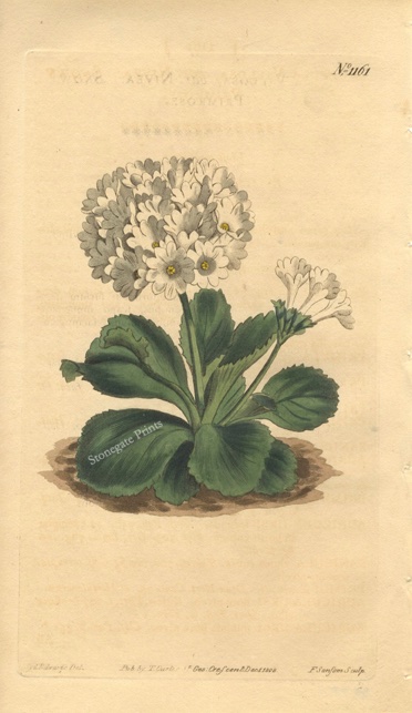 Curtis BM Primula Villosa 35780wm
