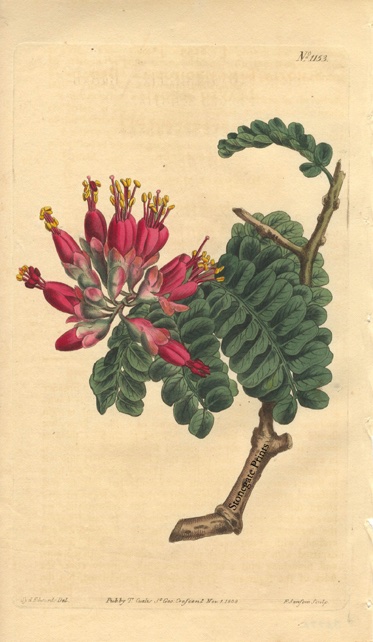Curtis BM Schotia Tamarindifolia 85772wm