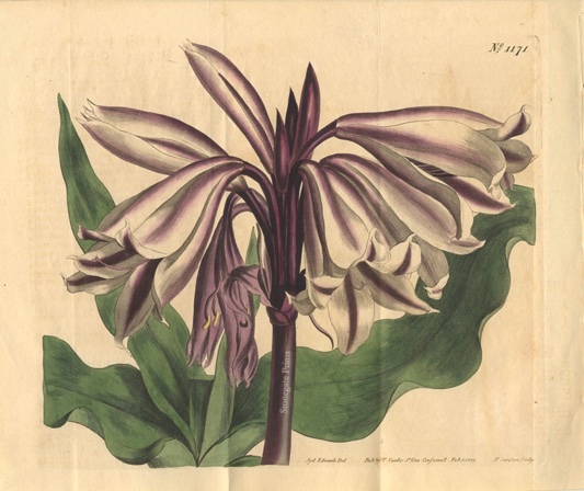 Curtis BM Amaryllis Ornata 35790wm