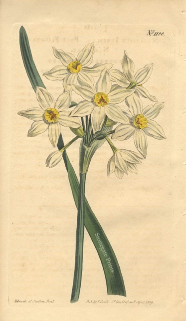 Curtis BM Narcissus Italicus 35807wm