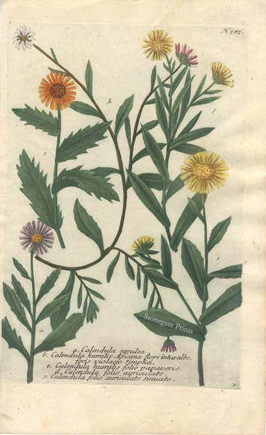 J Weinmann Calednula Caerulea 36521wm
