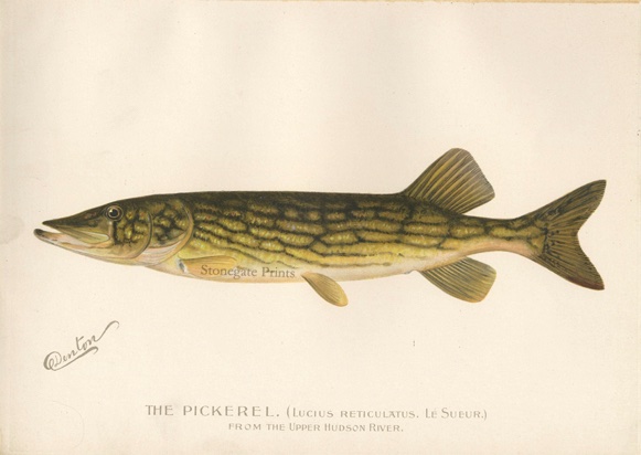 SF Denton Pickerel Hudson River 36538wm