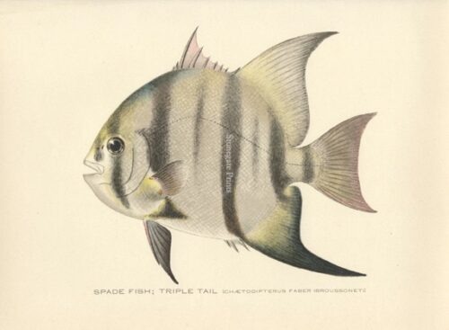Spade Fish Line Drawing Spade Fish. Triple Tail - Stonegate Rare Antique Prints