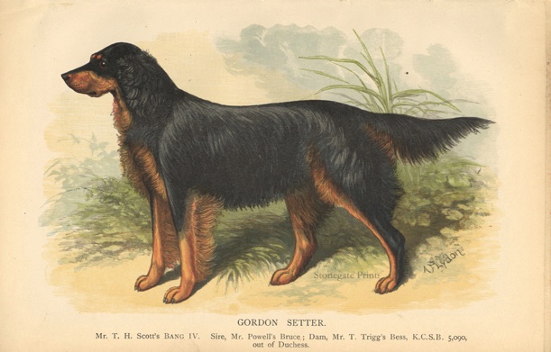 H Dalziel British Dogs Gordon Setter 35621wm