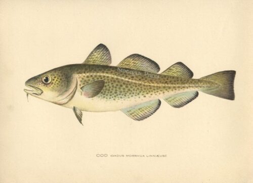 Santa Cod Image Cod - Stonegate Rare Antique Prints