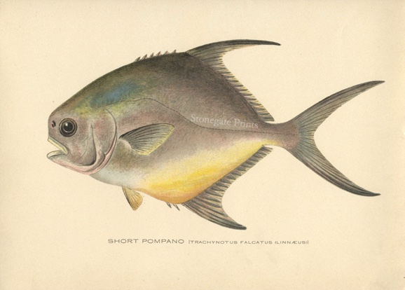 SF Denton Short Pompano 36562wm